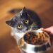 How to Tell if a Cat Is Hungry: Vet-Approved Facts & Nutrition Guide