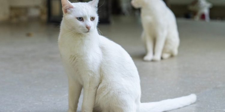 Turkish Vankedisi: Info, Pictures, Care & Traits