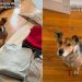 Video: Dog Needs Reassurance Clothes Are for Closet Cleanup, Not a Trip
