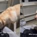 Video of Labdrador Wanting to Help With Newborn Puppies Will Brighten Your Day