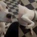 Video: Dog Gets ‘Mad’ at Owner for This Hilarious Reason