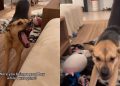 Rescue Puppy ‘Smiles’ At Owner After They Were Gone For 45 Minutes