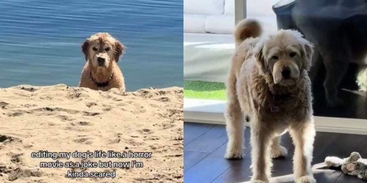 Goldendoodle’s Stares Intensify With Every Shot in Funny Video