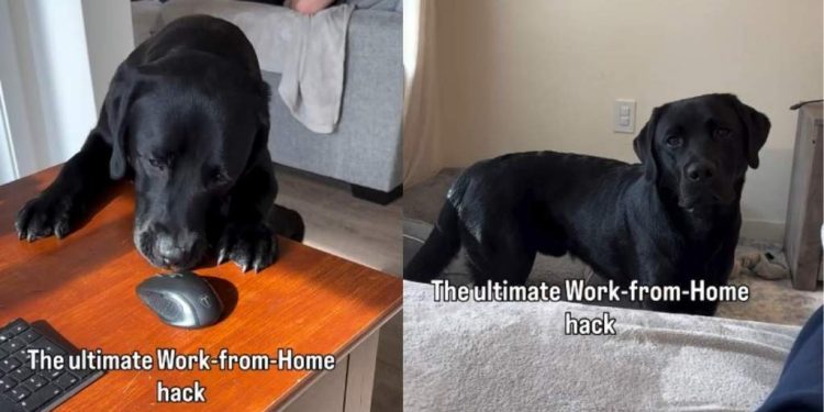 Video: Dog Dad Turns Labrador Into Secret Work From Home Hack