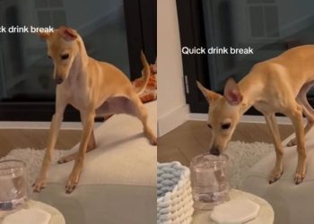 Dog Takes a Drink Break During Zoomies in Adorable Video