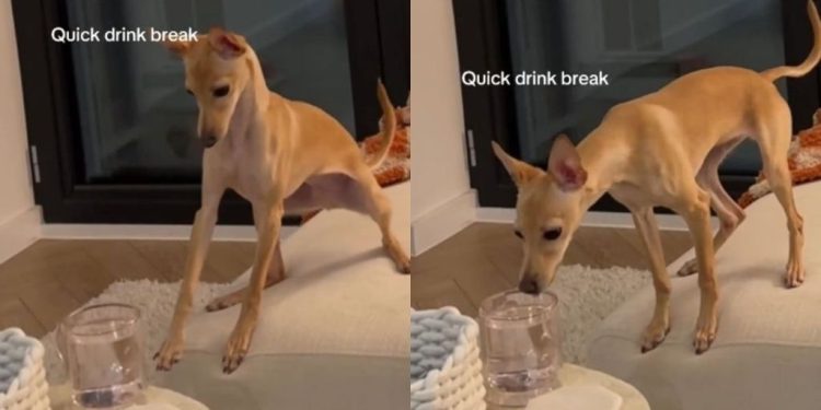 Dog Takes a Drink Break During Zoomies in Adorable Video