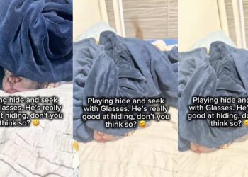 Video: Dog Reveals Hiding Spot During Hide-And-Seek by Doing This