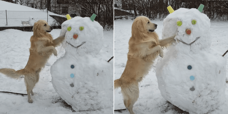 Golden Retriever Wants His Balls Back So He Does This in the Snow
