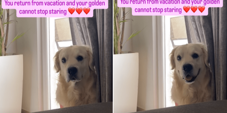 Video: Golden Retriever Can’t Stop Staring at Owner After They Return From Holiday