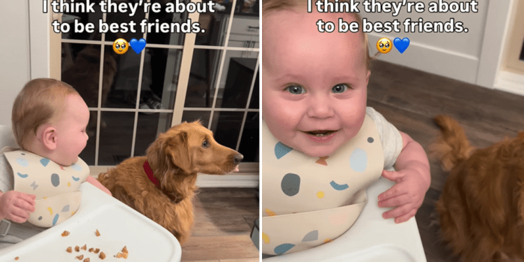 Video: Golden Retriever Makes Baby Laugh Endlessly by Doing Just This