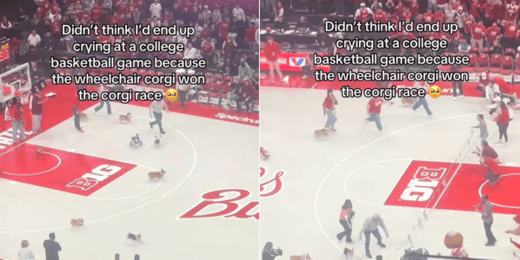 Wheelchair Corgi Wins Friendly Dog Race in Viral Video