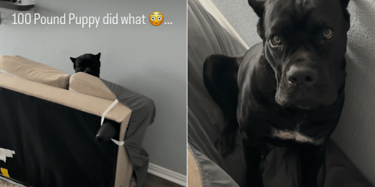 Video: 100 Lb Puppy Knocks Couch Down & Surprises Owner