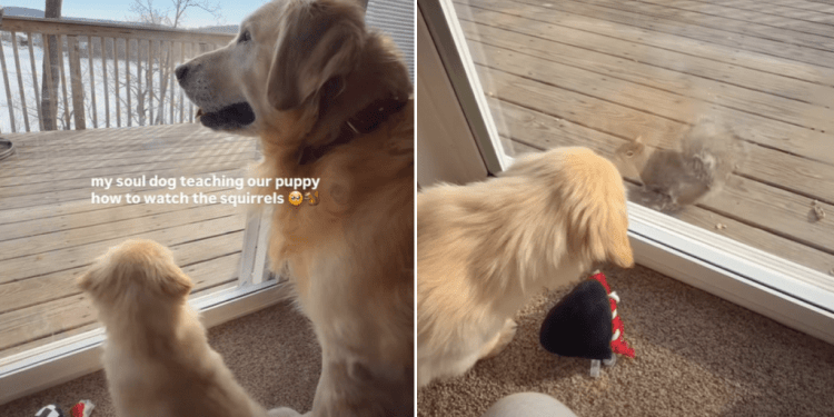 Video: Golden Retriever Teaches Puppy the Best Way to Watch Squirrels