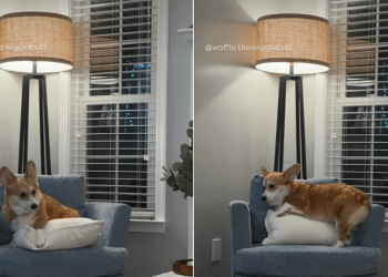 Video Shows Why Dog Has a Hard Time Getting Comfy on Chairs