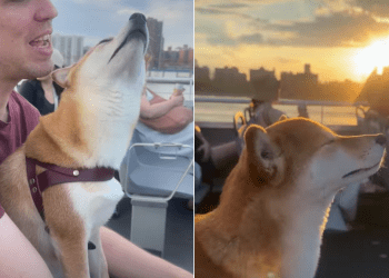 Video: Dog Enjoys NYC Ferry Ride With Eyes Almost Closed