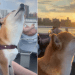 Video: Dog Enjoys NYC Ferry Ride With Eyes Almost Closed