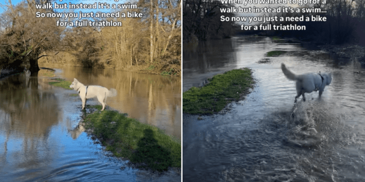 Dog Gets to Swim on His Walk in Adorable Video
