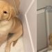 Golden Retriever Puppy Sweetly Looks Over Mom in Adorable Video