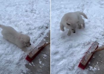 Golden Retriever Puppy ‘Protects the Snow’ From Owner in Adorable Video