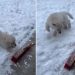 Golden Retriever Puppy ‘Protects the Snow’ From Owner in Adorable Video