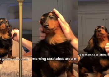 Dog Believes in Good Morning Scratches in Cute Video