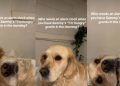 Golden Retriever’s ‘I’m Hungry’ Grunts Make up for Alarm Clock