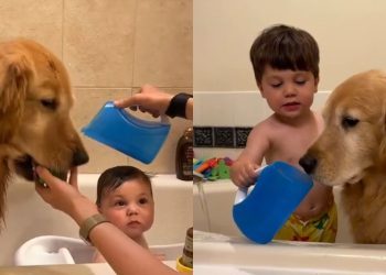 Cute Video Shows Golden Retriever & Toddler Sharing Bathtime