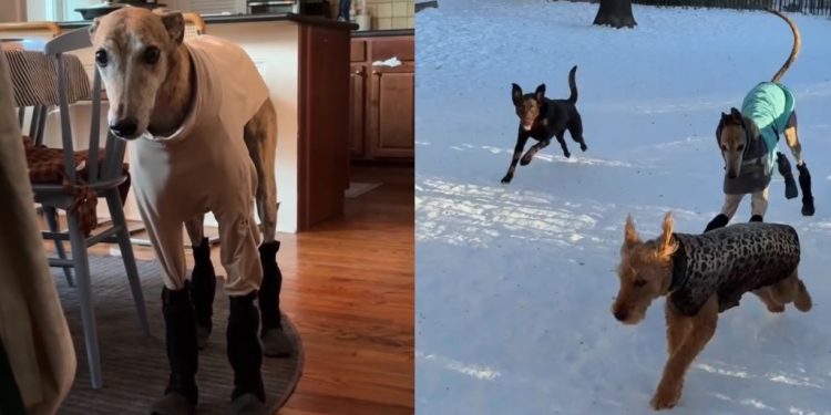 Video: Dog Feels ‘Betrayed’ About Snow Boots Mom Put on Him