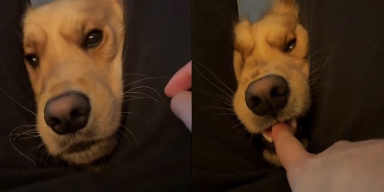 Video Shows Golden Retriever Vicious Attack Turning Into Cute Kisses