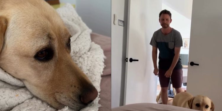 Sweet Video Shows Dog Patiently Waiting for Dad To Tuck Him in for a Nap