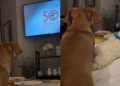 Video: Dog’s Movie Night Ritual in Bed Has the Perfect Ending