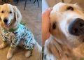 Video: Golden Retriever Beams With Joy as He Flaunts His Dino PJs