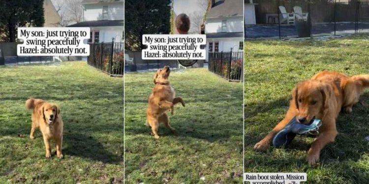 Video: Golden Retriever Contributes to Kid’s Playtime in the Swing Area
