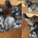 Puppies Love the Cat a Little Too Much in Adorable Video