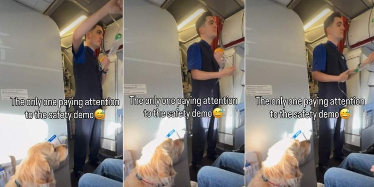 Video: Golden Retriever Is Possibly the Only One Paying Attention to Flight Safety Demo