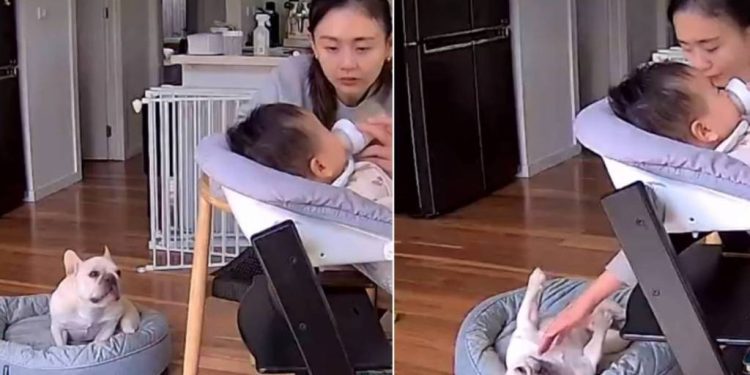 Video: Dog Notices Mom Is Feeding the Newborn & Then Does This