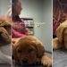 Video: Labrador Puppy Is Surprisingly Calm During Vet Visit