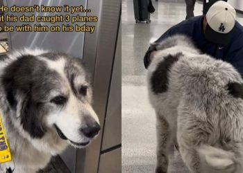 Video: Big Dog Runs to See Dad at the Airport
