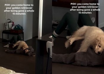 Golden Retriever Puppy Does This After Owner Disappears for 15 Minutes
