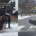 Dog Was on His Walk When Owner Drove Past Him & This Happened