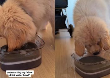 Video: Golden Retriever Puppy Tries to Overpower ‘Slow Drink Water Bowl’