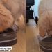 Video: Golden Retriever Puppy Tries to Overpower ‘Slow Drink Water Bowl’