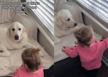 Video: Golden Retriever Possibly Understands Toddler Language