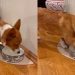 Dog Drinks From His Bowl, Then Does Something Unexpected