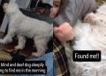 Blind & Deaf Dog Searches for Mom in the House by Doing This
