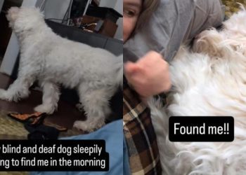 Blind & Deaf Dog Searches for Mom in the House by Doing This