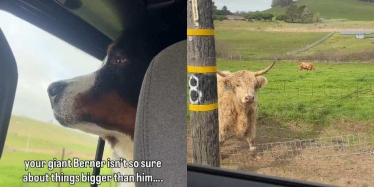 Video: Big Dog Reacts After Seeing an Animal Bigger Than Him