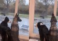 Video: Dogs Routinely Sit by the Window Mimicking Train Whistle