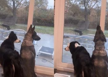 Video: Dogs Routinely Sit by the Window Mimicking Train Whistle