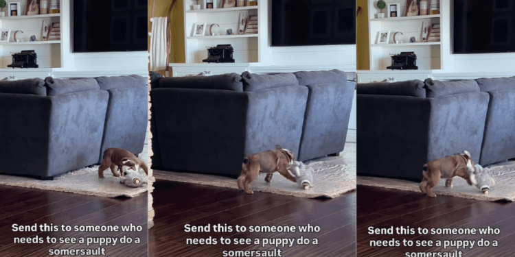 Video: Puppy Goes Viral for Landing a Perfect Somersault